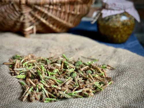 Syrop z pędów sosny vegestyl