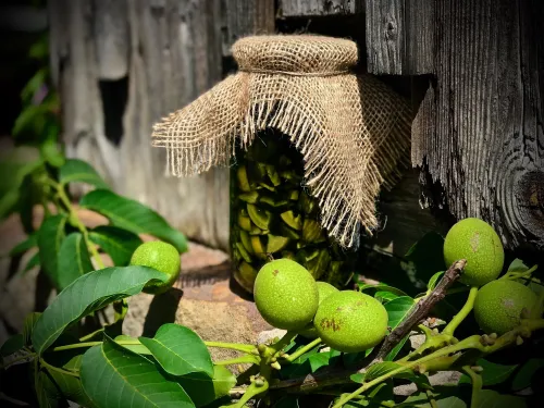 Orzechówka vegestyl